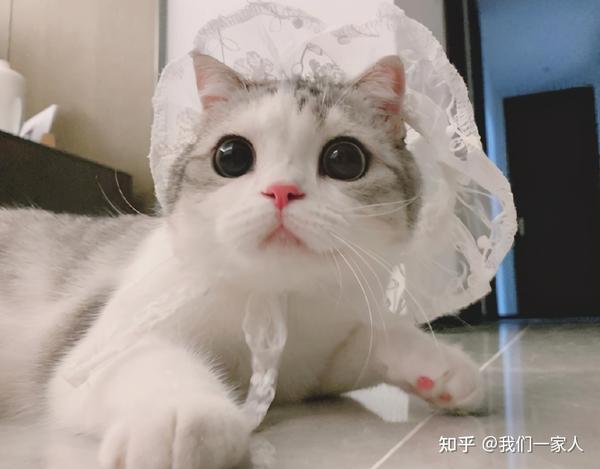 抖音七大"网红猫"排行!除了泡芙,你还知道哪些?