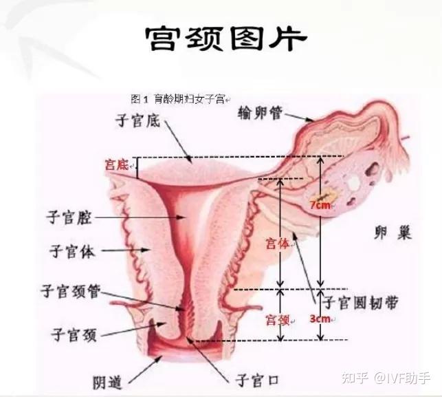 快停止这些行为吧你的宫颈在求救了