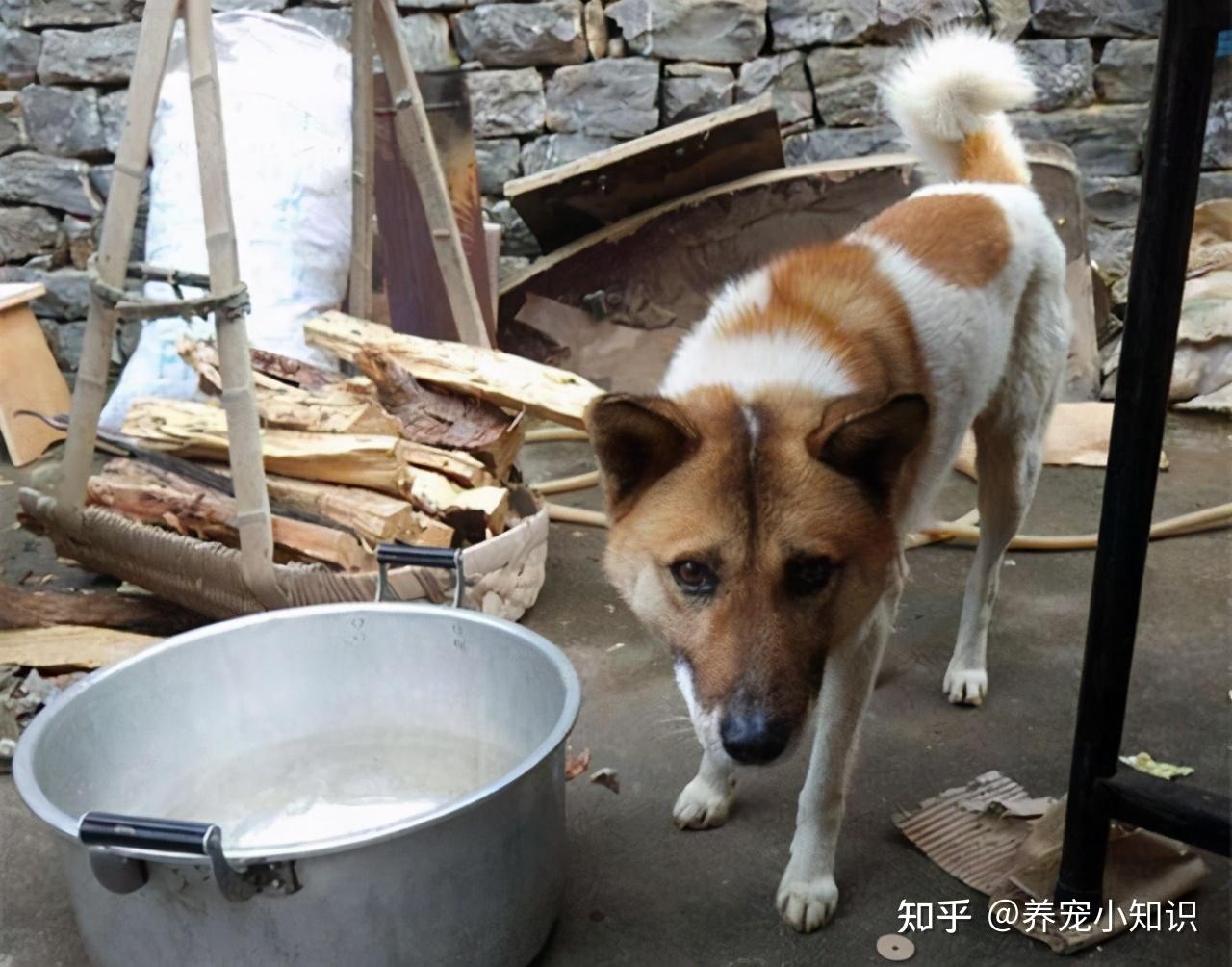 养中华田园犬的人为什么越来越少这7个原因太现实了