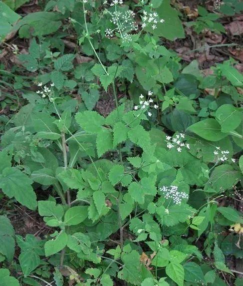 四川常用中草药(八)