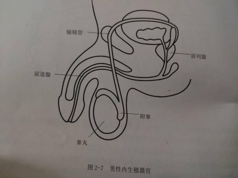 揭秘"慢性前列腺炎"