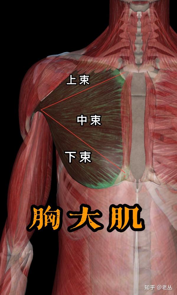 五分化练胸系统解说胸部训练不分性别6个全面练胸的动作6大易犯错误