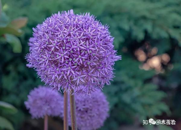 花材种类千千万快来给它们安个家1团状花材篇