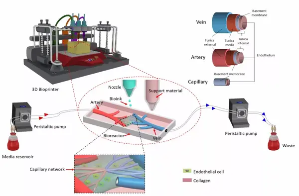 生物打印血管及血管化组织示意图