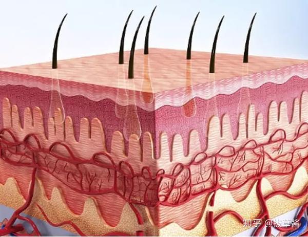皮肤微循环听着这么玄乎是真的存在的吗