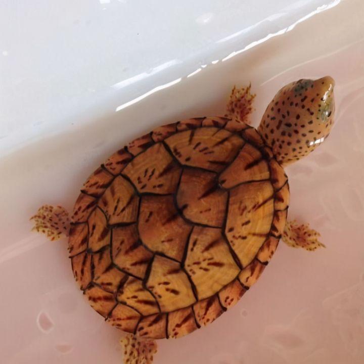 蛋龟——巨头麝香龟与剃刀麝香龟的恩怨