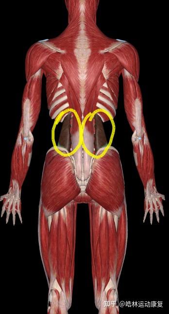 按压腰方肌痛点:如下图用筋膜球或网球在整个腰方肌上寻找痛点,找到