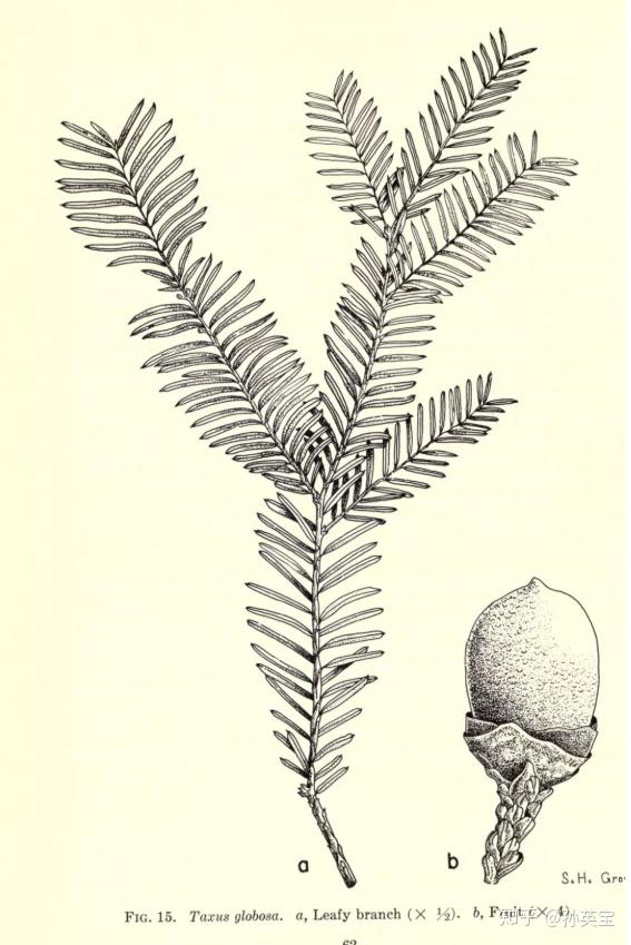 科学绘画||裸子植物类的红豆杉家族成员