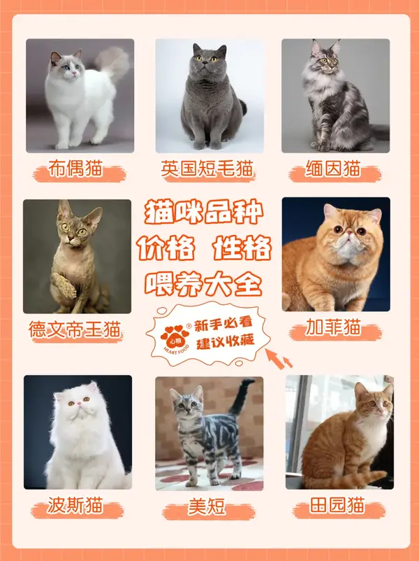 八种猫咪品种图鉴1秒认全新手养猫必看