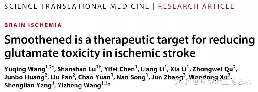 67stm王以政团队揭示脑缺血治疗靶标
