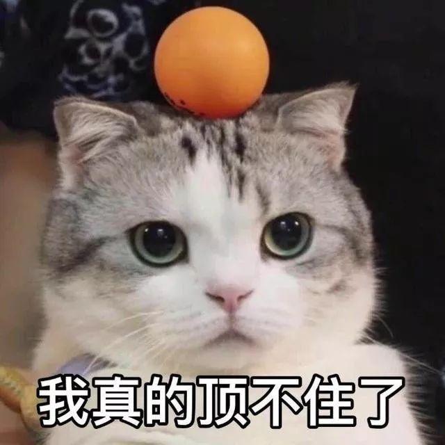 猫咪让主人头疼的那些事.