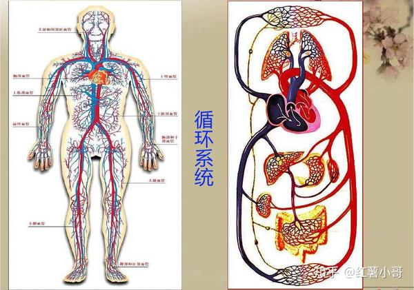 这个系统由免疫器官(骨髓,脾脏,淋巴结,扁桃体,小肠集合淋巴结,阑尾和