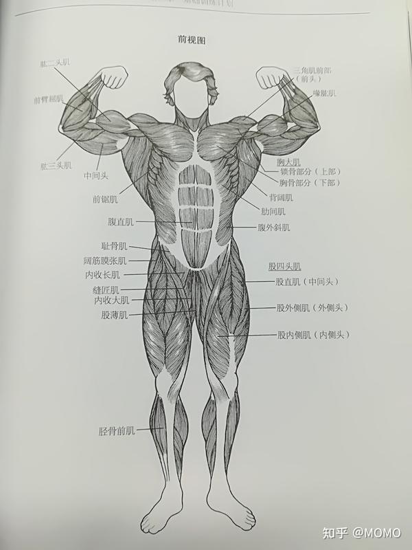 冈上肌,冈下肌. 前锯肌,上后锯肌,下后锯肌.