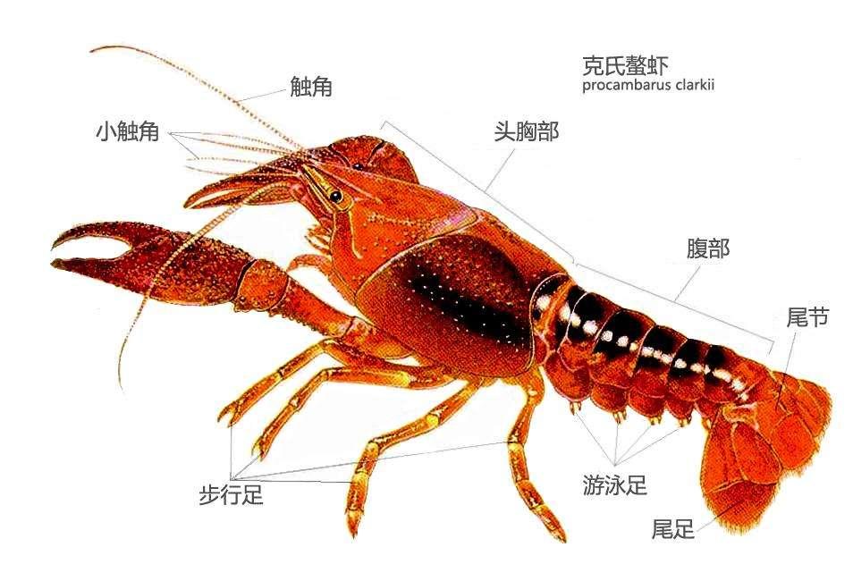 阻挡阳光,使其小龙虾快速脱壳; 其三:在小龙虾成长时期,特别是在北方