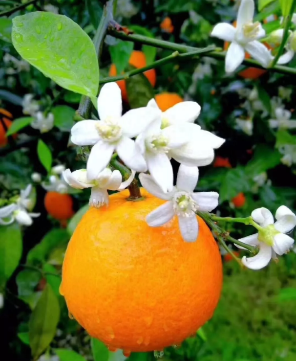 你的甜心橙子~ 细雨蒙蒙中的橙子花,清新秀丽,清雅脱俗,不觉让人想到"