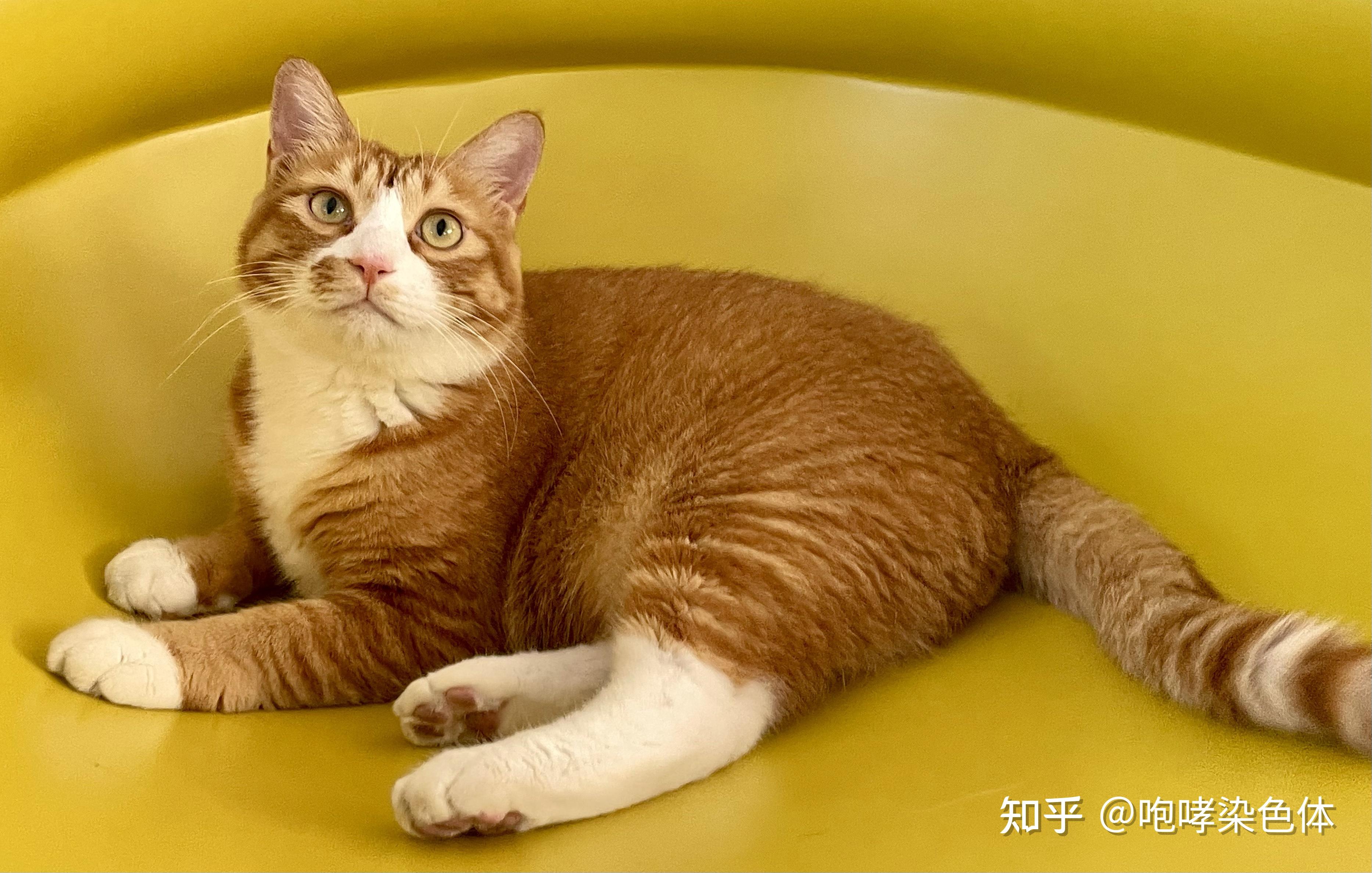 如果在工作中被猫咪打扰,是选择继续工作还是选择撸猫