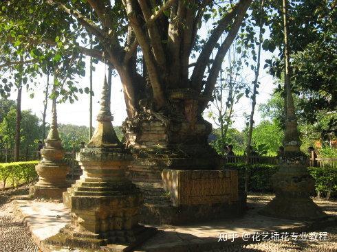 这五树三花你听过吗这几种佛系植物了解一下