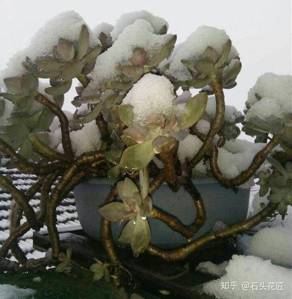 1种多肉长在墙角,1次能挖10箩筐,现成的老桩,北方冻不死