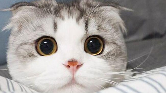 涨知识:猫咪瞳孔会变化