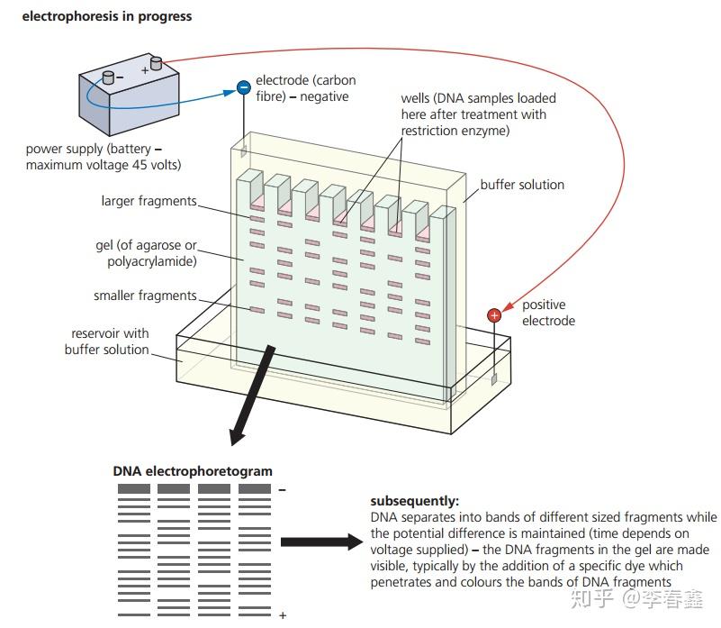 topic35geneticmodificationandbiotechnology