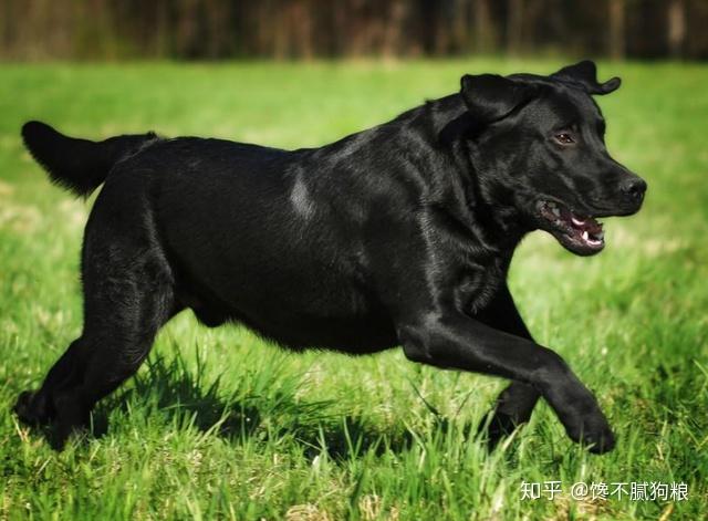 黑色的拉布拉多犬为什么很多人想养这几点是原因