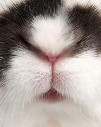 兔子口角炎初期症状