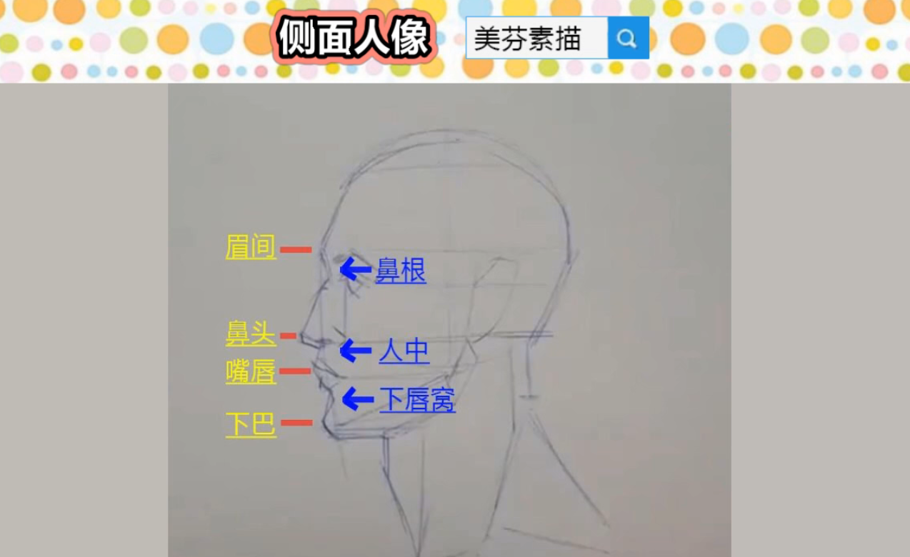 画素描人像如何画好侧面人脸的五官比例素描四高三低技法介绍