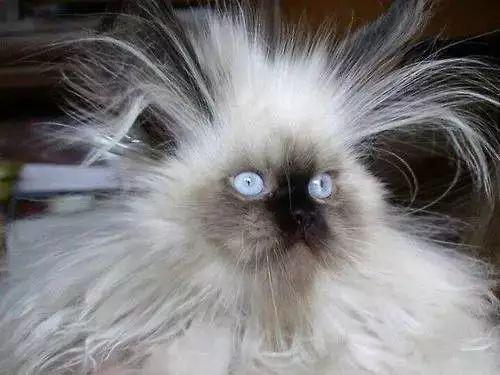 冬天猫咪身上有静电怎么办