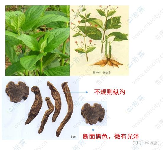 1,玄参:玄参科植物玄参的干燥根.