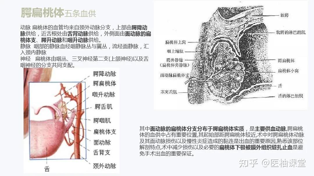 图扁桃体详细解剖分享