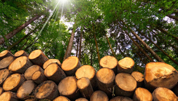 国际观察 | 2019全球木材市场回顾