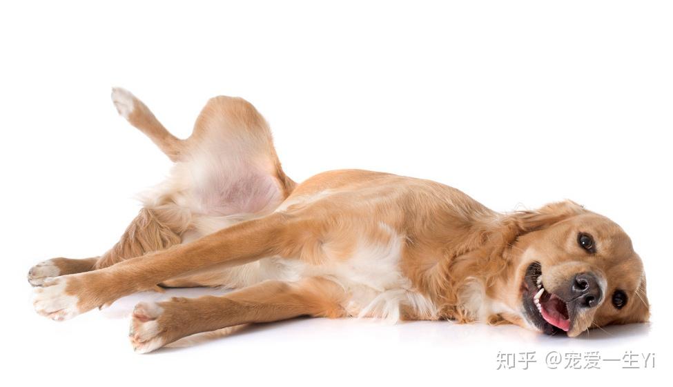 金毛是体型优美,身姿矫健的狗狗,出现o型腿的情况不仅影响它整体的