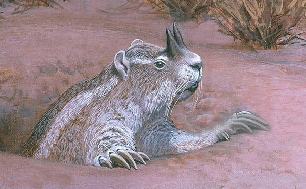 山河狸还有一个远亲—— 米拉鼠(山河狸超科→米拉鼠科,已灭绝),这是