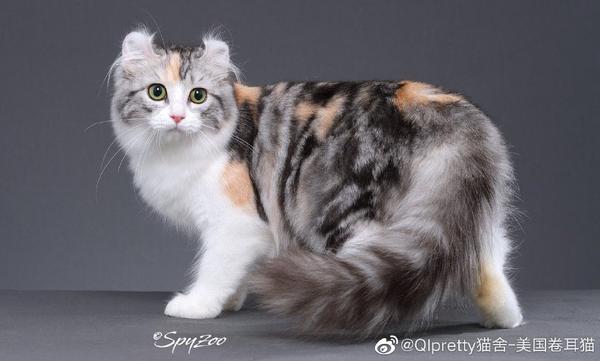 柚猫umao精选qipretty美国卷耳猫舍