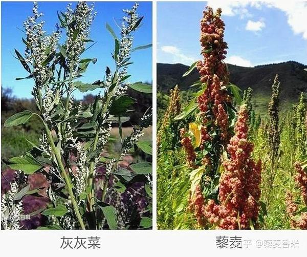 藜麦是藜科藜属植物,与菠菜和甜菜属于同一科植物,灰灰菜同是藜科藜