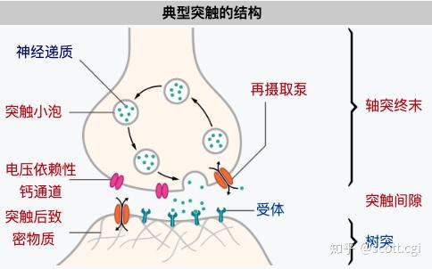 触发区(trigger zone—轴突的轴丘.