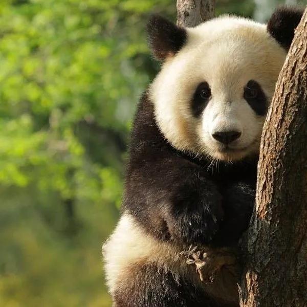 可爱熊猫头像|还好我是个小胖子