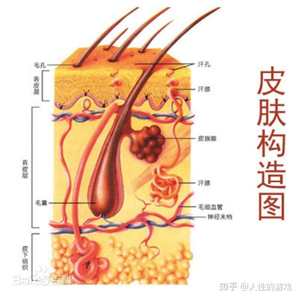 寡肽 可直接作用于人体皮肤真皮层,最大限度的减少了吸收过程中的