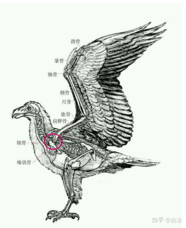 秃鹫胸前的两个圆是裸露的骨头还是气囊还是胸肌