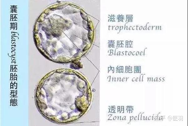 首先根据囊胚腔的大小和是否孵化,将囊胚的发育分为以下6个时期,不同