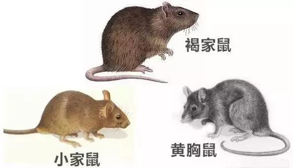 怎么能分辨老鼠的种类