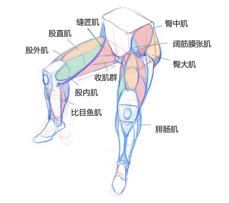 【春哥课堂】腿部肌肉到底怎么画?(彩蛋:臀部 胸部)
