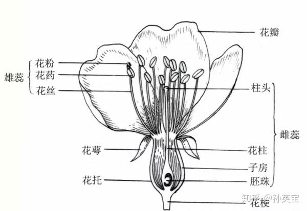 茎的变化部分是:总梗,花梗,花托及花盘等;叶的变化部分是,花被片(花萼