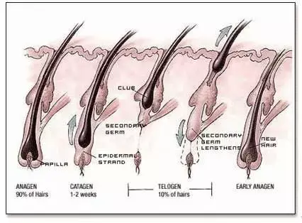 王德虎头发的持续生长和毛囊有关吗