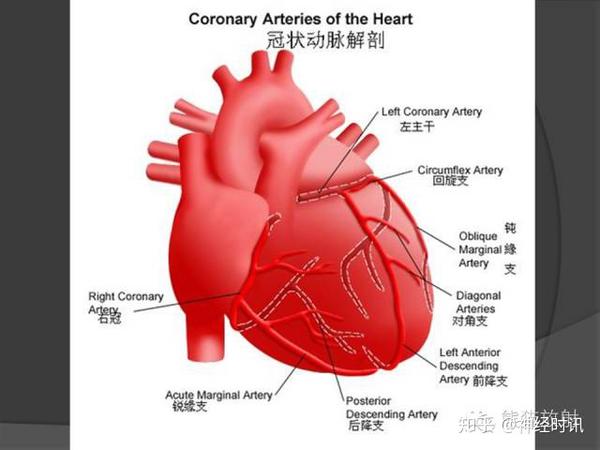 冠状动脉分支解剖 如果你觉得本次知识分享内容对你有所帮助,有所