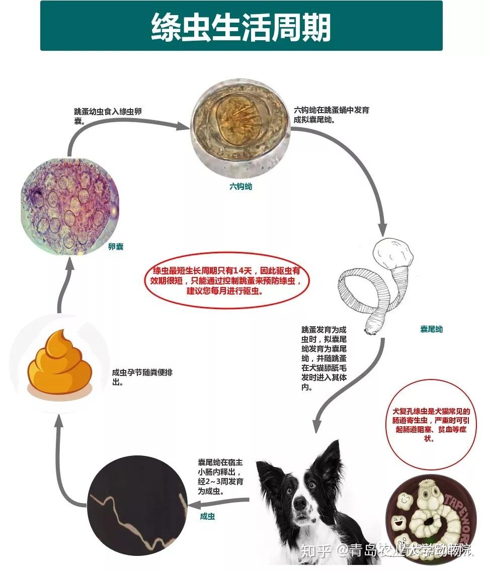 宠物驱虫花钱给宠物做驱虫值吗养宠人必读