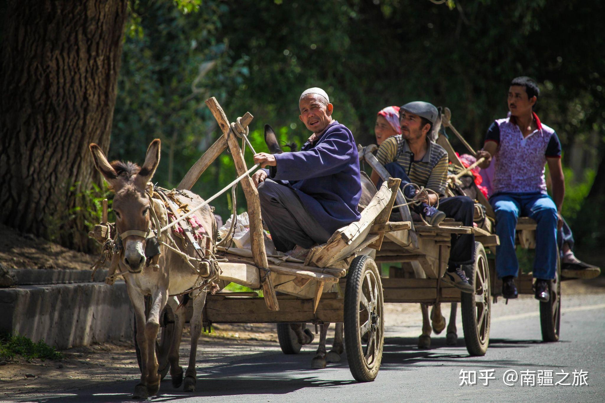 来到南疆的农村,几乎无处不见毛驴车,特别是到了巴扎日(赶集日),南来