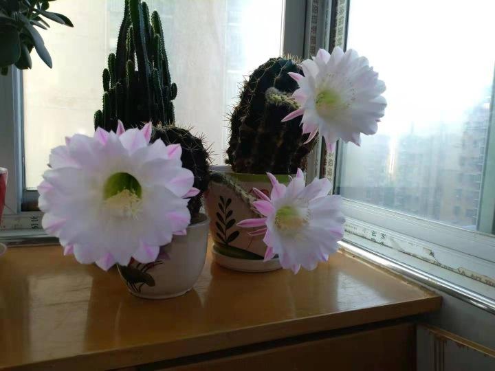 2、曇花盛開前的徵兆是什麼?