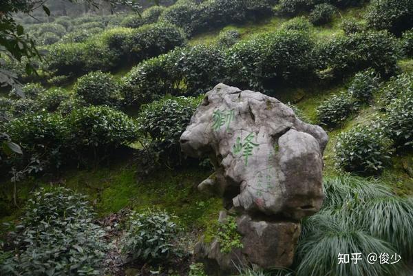 几个小而美的西湖龙井山场