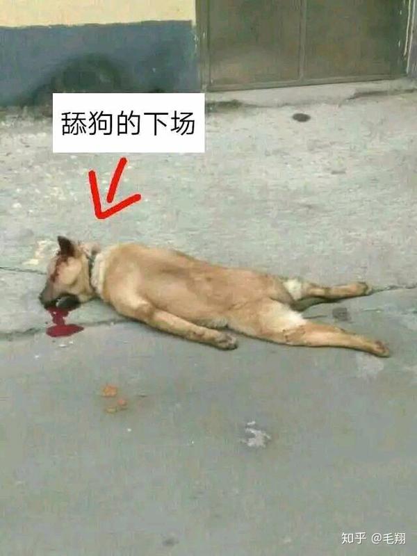 舔狗最后会和喜欢的人在一起吗?